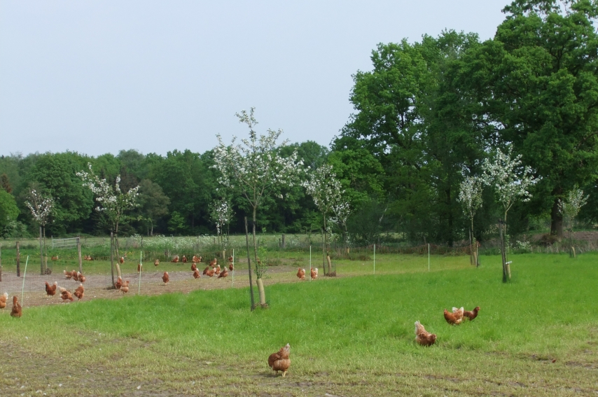 Niet alleen in de stal, maar ook buiten zijn afdelingen gemaakt  van maximaal 3000 kippen
